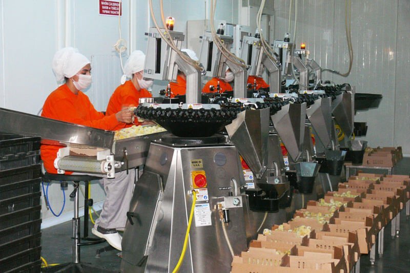 Staff on the grading and packing line at the plant