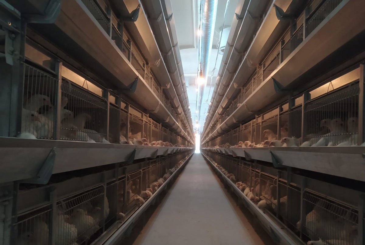 Aisle of a cage house fitted with automatic lines